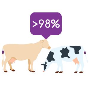 Une fiabilité de 98% avec le vigivel pour le suivi des vêlages : Deux vaches multiraces et un indicateur de 98%